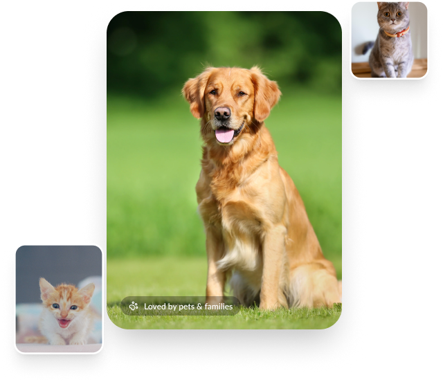 Happy pets and families with Incredipets