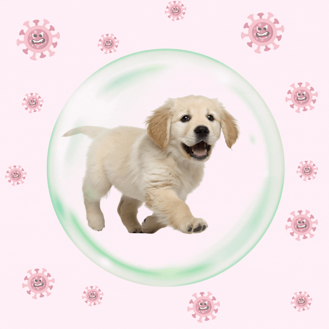 Dog Protection from Bacteria