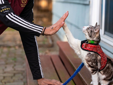 Cat in a harness giving a high-five during training