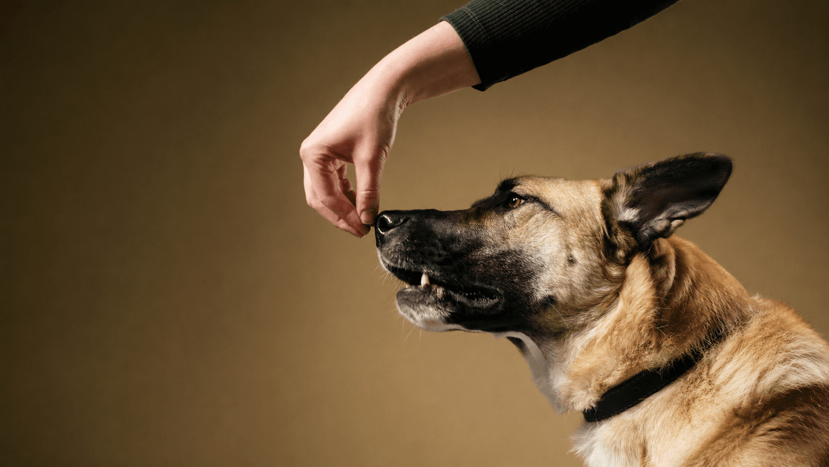 Certified German Shepherd trainer — GSD obedience training at home